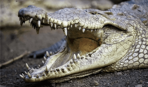 Las autoridades realizan un intenso operativo buscando al menor, quien se precipitó al agua tras perder el equilibrio. Hasta ahora, no se han hallado sus restos en México.