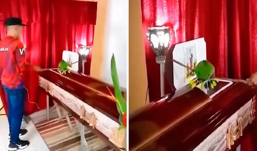 La escena del loro llorando encima del ataúd de su dueño conmovió a los usuarios en TikTok.