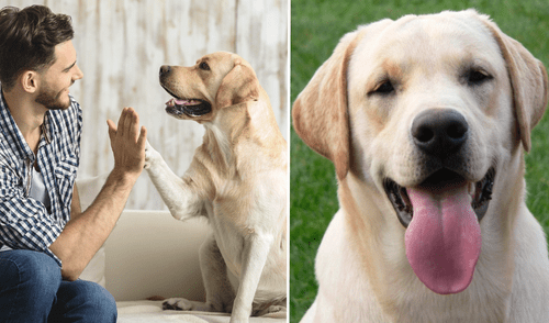 Día Mundial del Perro ha sido respaldado por organizaciones como la Fundación Mundial de los Animales.