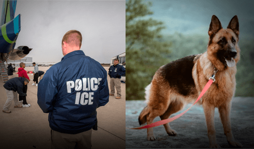 Familia de inmigrante forzada a autodeportarse por ICE tuvo que dejar a su perro, Draco, en refugio. Familia de inmigrante forzada a autodeportarse por ICE tuvo que dejar a su perro, Draco, en refugio.