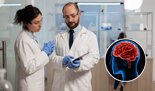 Científicos descubrieron que el giro fusiforme reacciona ante la realidad y lo imaginado. Científicos descubrieron que el giro fusiforme reacciona ante la realidad y lo imaginado.