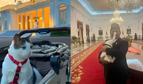 Bobby, el gato presidencial de Indonesia, recorre Yakarta en cochecito escoltado El felino Bobby viaja en coche infantil bajo custodia policial en Yakarta