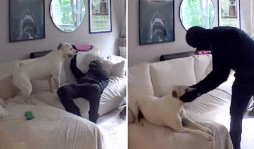 perro, mascota, ladrón, video viral, TikTok