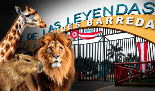 El Parque de Las Leyendas abrirá desde las 8:00 a. m. el 28 y 29 de julio. El Parque de Las Leyendas abrirá desde las 8:00 a. m. el 28 y 29 de julio.