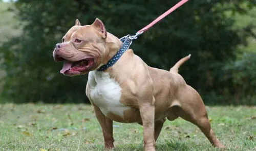 Valentino un niño de 2 años fue atacado hasta la muerte por perros en Argentina. Foto: Difusión Valentino un niño de 2 años fue atacado hasta la muerte por perros en Argentina.