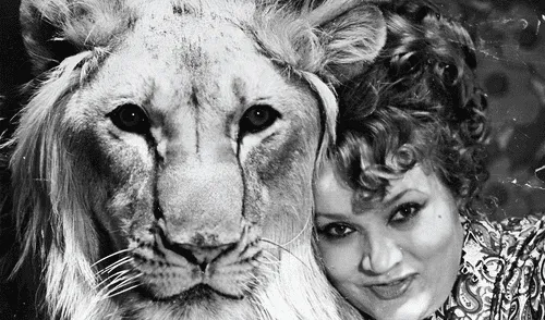 El león King fue criado como un hijo por la familia Berberov en la URSS. El león King fue criado como un hijo por la familia Berberov en la URSS.