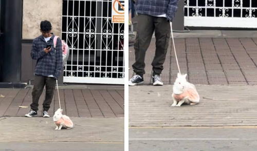 Joven enternece al pasear a su linda conejita con vestido por Miraflores y en redes se emocionan. Joven enternece al pasear a su linda conejita con vestido por Miraflores y en redes se emocionan.