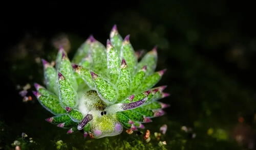 La Costasiella kuroshimae fue descubierta en Japón y su ciclo de vida es tan curiosa como su apariencia