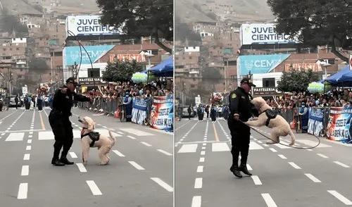 Policía hace brincar a perro entrenado en desfile de la PNP en El Agustino.