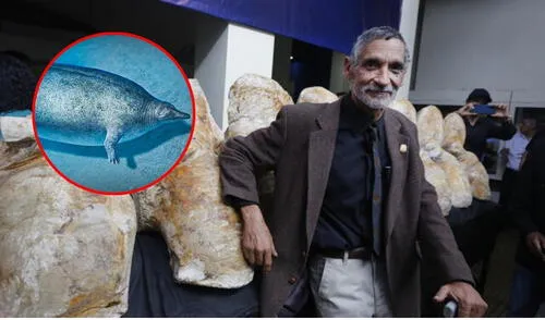 Paleontólogo peruano Mario Urbina Schmitt sorprende con el hallazgo de nuevas especies fósiles en Nasca Paleontólogo peruano Mario Urbina Schmitt sorprende con el hallazgo de nuevas especies fósiles en Nasca