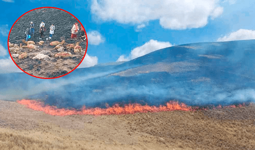 Los afectados piden ayuda al Gobierno Regional de Puno tras la pérdida de sus animales. Foto: Composición LR /Difusión Los afectados piden ayuda al Gobierno Regional de Puno tras la pérdida de sus animales. Foto: Composición LR /Difusión