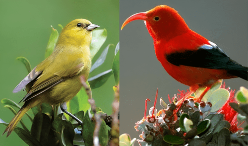 El ʻakekeʻe amarillo es endémico de la isla de Kauai.