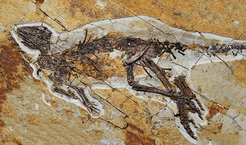 El fósil del Pulaosaurus qinglong aún conserva la estructura de la laringe que es muy similar al de las aves modernas. Foto: Hailong Zhang El fósil del Pulaosaurus qinglong aún conserva la estructura de la laringe que es muy similar al de las aves modernas.