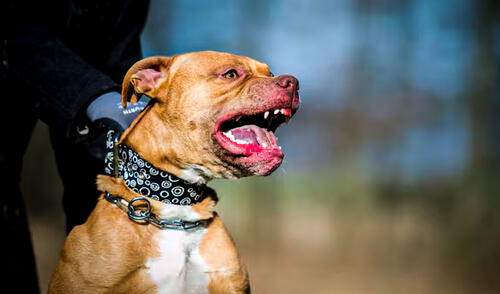 Perros pitbulls atacan ferozmente a niño de 7 años en Estados Unidos. Abuela no pudo evitar el asesinato de su nieto de 7 años por ataque de perros pitbulls en Estados Unidos.