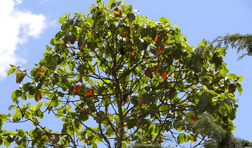 El árbol de la quina aparece en el escudo del Perú. El árbol de la quina aparece en el escudo del Perú. Foto: Gob.pe