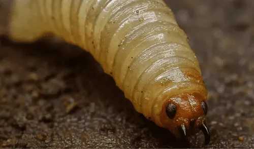 La Secretaría de Salud confirmó que la víctima ingresó al hospital con lesiones cutáneas de larvas y padecía neoplasia basocelular, hipertensión y trastornos de conciencia. La Secretaría de Salud confirmó que la víctima ingresó al hospital con lesiones cutáneas de larvas.