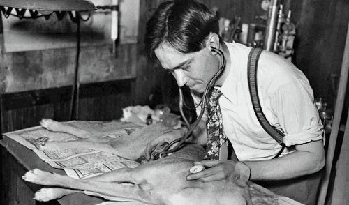 El científico Robert Cornish logró revivir dos perros pero no pudo replicarlo en humanos.