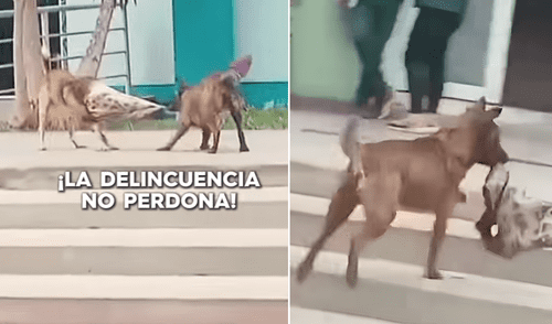 'Juanito Alimaña' le 'robó' el suéter a otro can y huyó de la escena rápidamente.