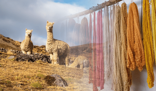 ADEX señala la urgencia de un Censo Nacional de Camélidos peruanos.