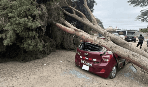 Los fuertes vientos de Paracas provocaron el desplome del árbol, dañando un vehículo en las inmediaciones del restaurante.