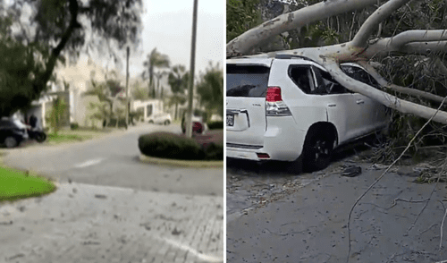 Fuertes vientos ocasionan caída de árbol en La Molina