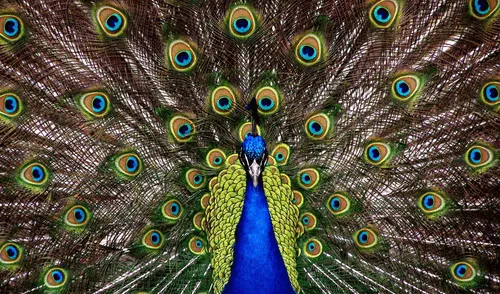 Los ojos del pavo real pueden alinear la luz convirtiéndolas en láseres de colores. Foto: Pexels Los ojos del pavo real pueden alinear la luz convirtiéndolas en láseres de colores.