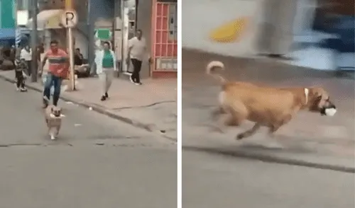 No es la primera vez que 'Firulais' protagoniza esta clase de robos.