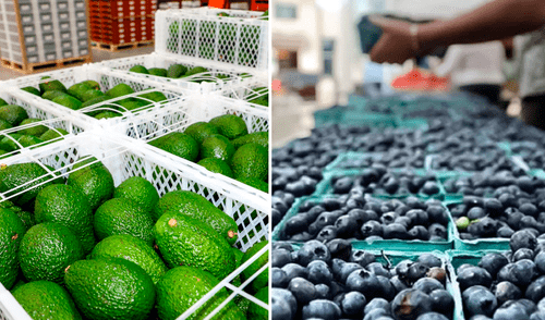 Agroexportaciones peruanas aumentaron un 26.1% este año en comparación al 2024. Agroexportaciones peruanas aumentaron un 26.1% este año en comparación al 19.8% del 2024.