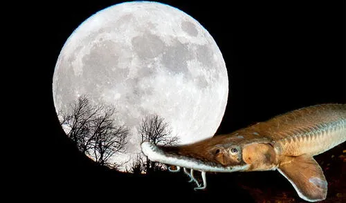 El nombre de la 'Luna de esturión' se vincula a la abundancia de una especie de pez