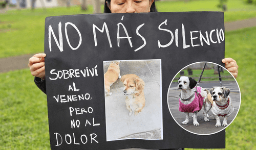 Vecinos de Los Olivos denunian envenenamiento a perritos