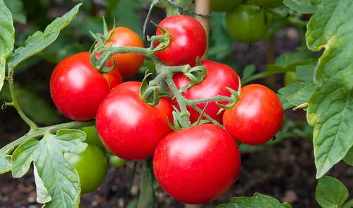 Los expertos encontraron unos tomates que han revertidos los cambios de su evolución.