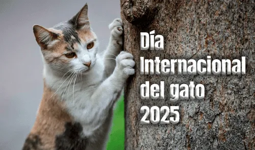 Día del gato 2025