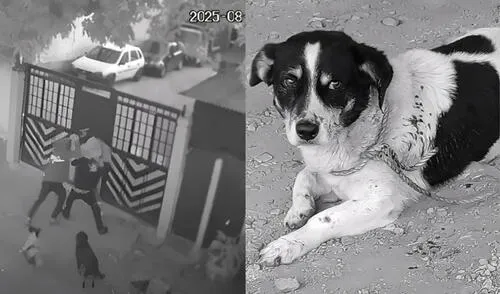 Perro impide intento de homicidio y salva al joven colombiano.