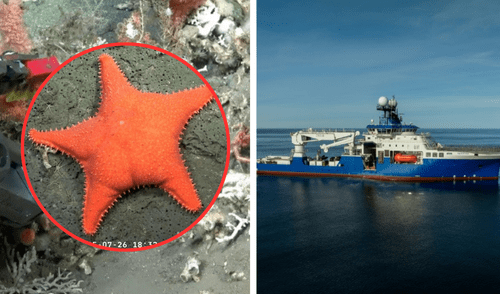 Entre las criaturas que SuBastian filmó, la estrella de mar parecida al personaje de 'Bob Esponja', se robó el corazón de todos.