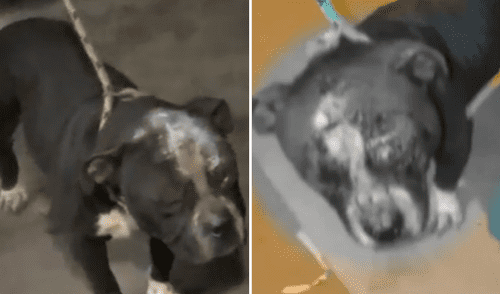 Según dueños de Pistón, los cuidados veterinarios del perrito agredido ascienden hasta S/100 diarios.