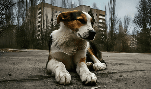 Chernobyl - Perros  - Estudio científico