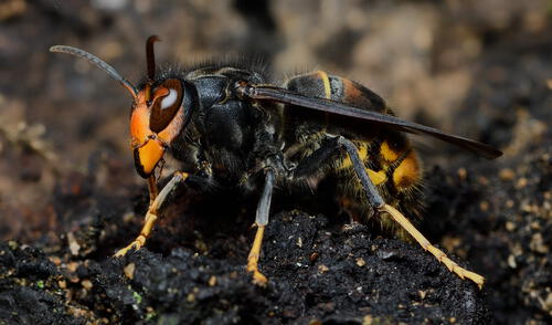 Las abejas, equipadas con un dispositivo electrónico.