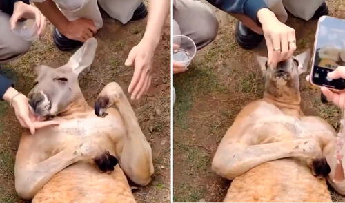 Video tiene miles de vistas en la plataforma. Video tiene miles de vistas en la plataforma. Foto: captura de TikTok/@elespanolcom