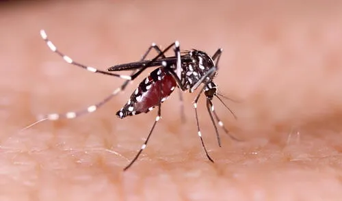 El mosquito ‘Aedes aegypti’ es el principal transmisor del virus Chikungunya.