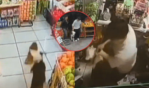 Pitbull mata a perros de raza pequeña en Los Olivos