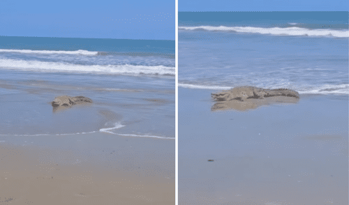 Cocodrilo gigante es captado en playa de Tumbes y causa pánico en los residentes de la zona