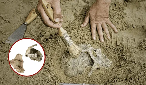 Científicos de España hallaron indicios de canibalismo en restos humanos.