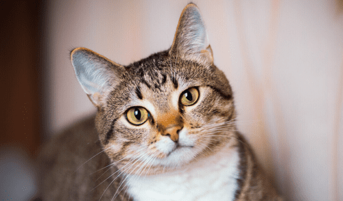 Científicos hallaron similitudes entre la demencia en gatos y el Alzheimer humano.