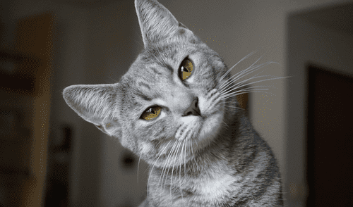 Gatos - Estudio científico