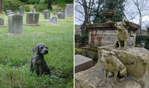 El cementerio de mascotas es una medida singular adoptada en Perú. El cementerio de mascotas es una medida singular adoptada en Perú.