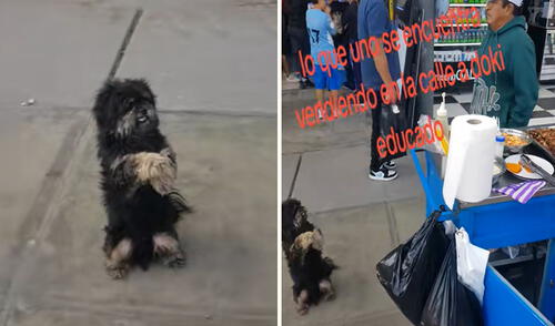 Can conmueve en TikTok por su singular comportamiento en Ventanilla.