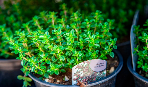 El tomillo es una planta medicinal que alivia diversos síntomas respiratorios, según estudios.