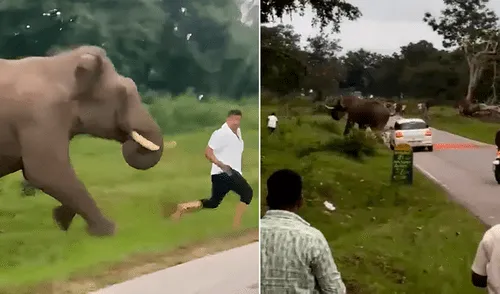 Turista es aplastado por elefante tras intentar tomarse una 'selfie' con él.