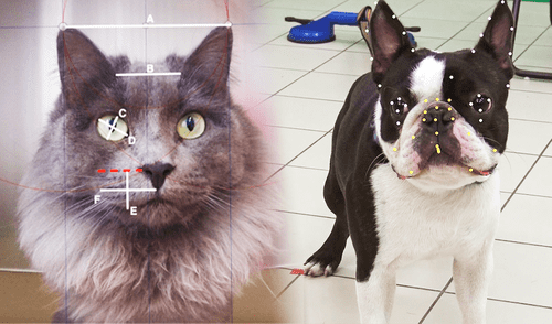 Científicos crean IA para interpretar emociones en animales a través de sus expresiones faciales