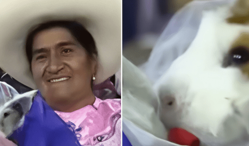 Cuyes se casan en festival chotano en Cajamarca.